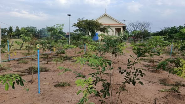 TDSO School garden with young plants and irrigation system in a rural setting.
