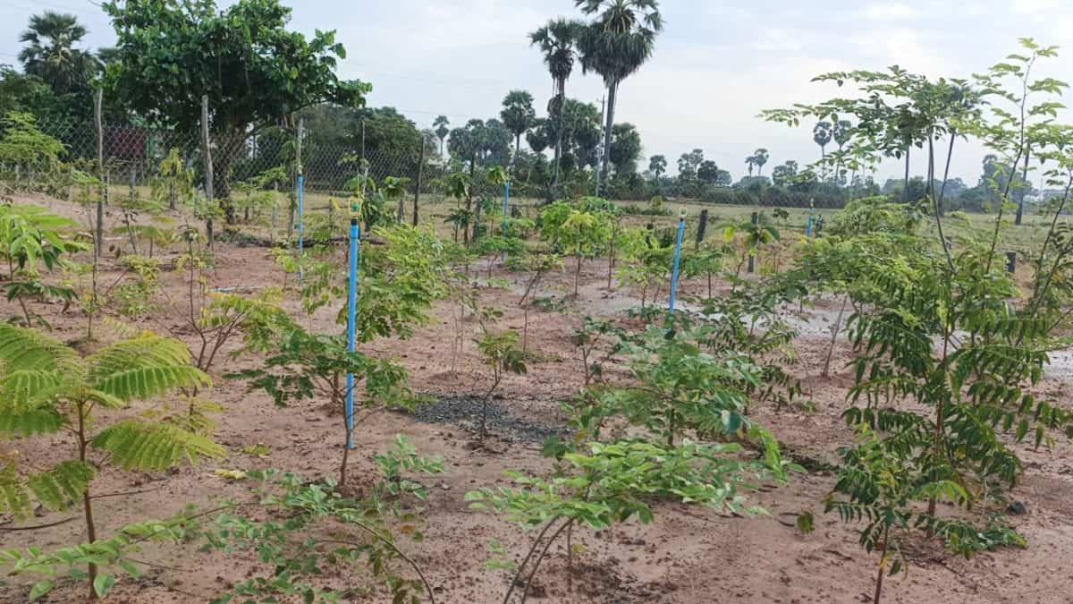 TDSO Teacher training in a rural farm setting, Nigeria.